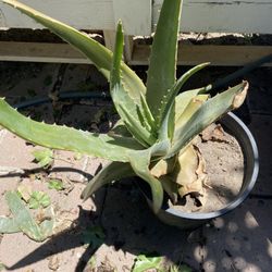Aloe Vera Plant 