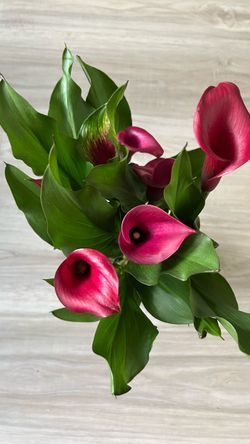 Fresh Pink Calla Lily Potted Plant