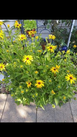 Black eye Susan