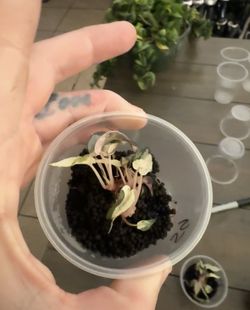Variegated Alocasia Bambino Tc