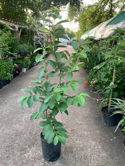 Pink Guava tree 5gal