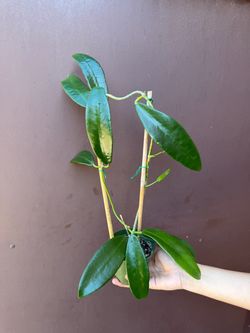 4” hoya meliflua