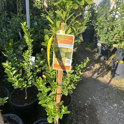 Fruit Trees 