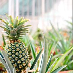 Sugarloaf Pineapple Plant🪴 3gal Plantas De Piña  En 3gal 