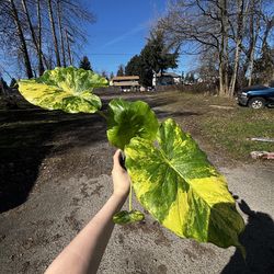 Alocasia Gagaena Aurea
