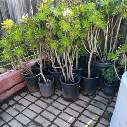 Big Plants Sale Going On 15.00 Each Stop By 15.00 Each Need Gone