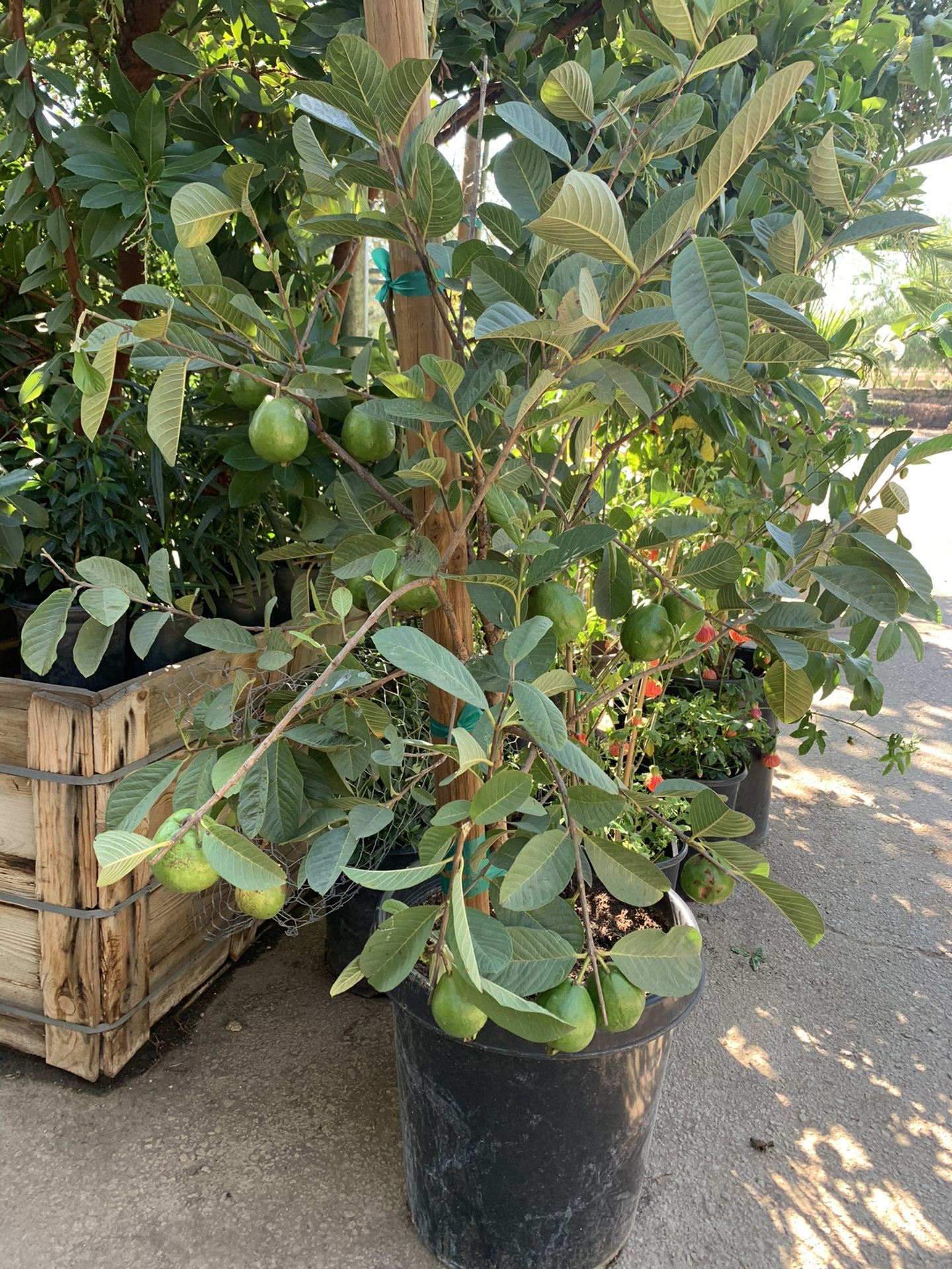 Guava tree