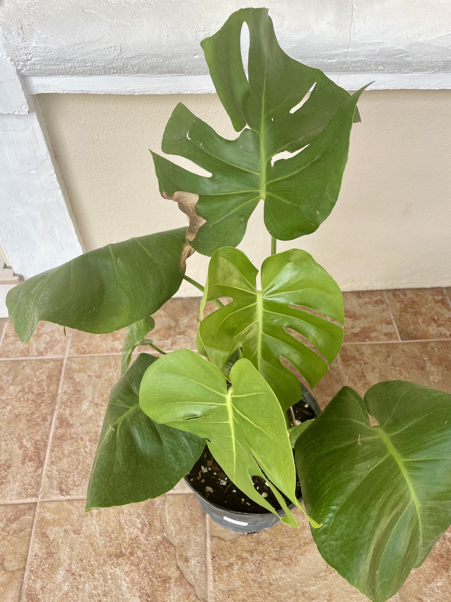 Monstera Deliciosa Swiss Cheese Plant Rooted In 9” Pot Tag #99