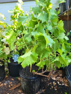 Grape trees