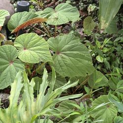 Hardy Begonia Perennial Plants (pls Read Description Below)