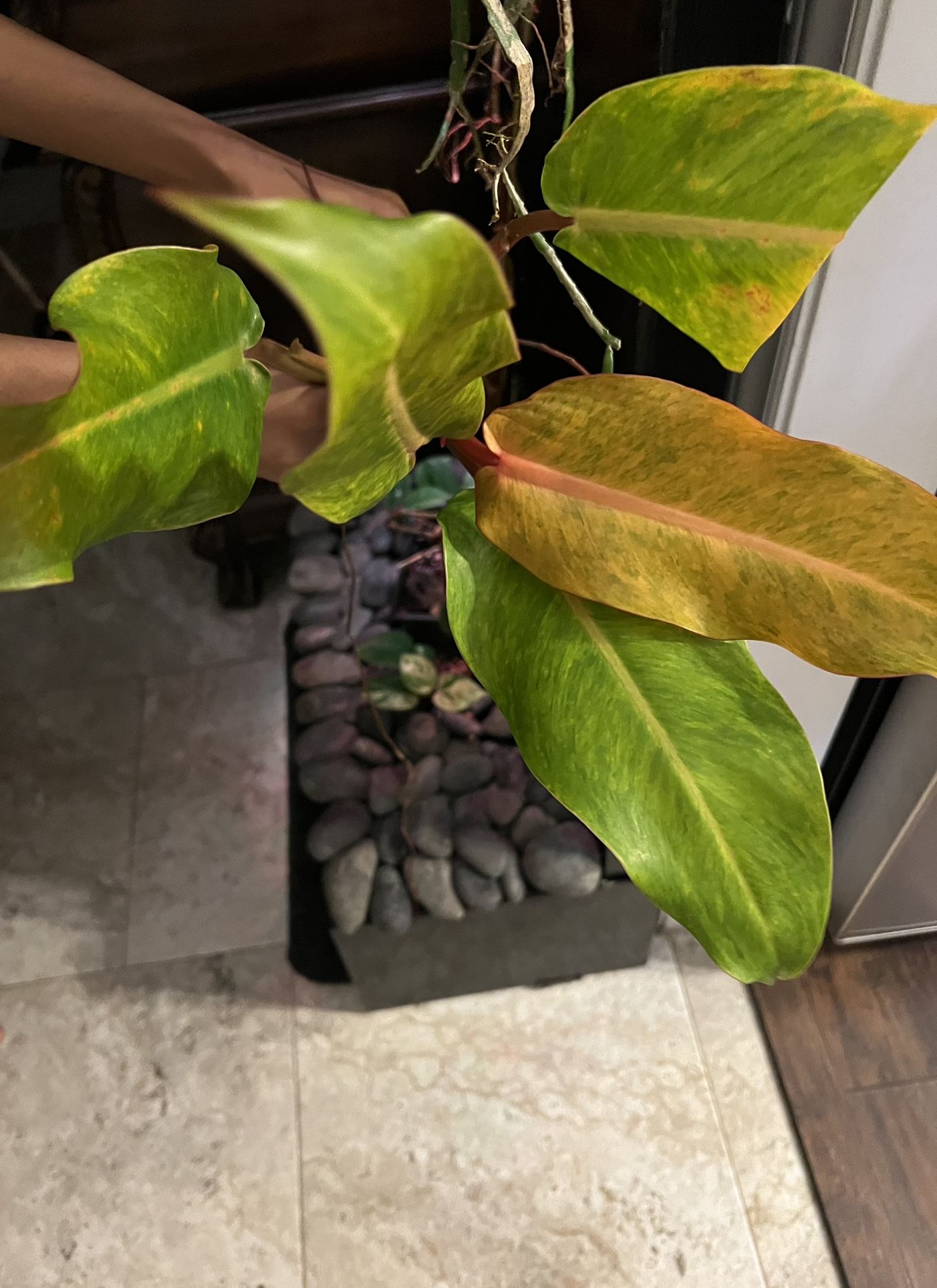 Philodendron Orange Marmalade Plant ( Pls Read Description