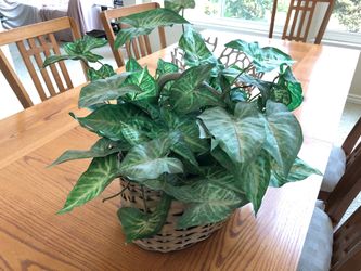Gorgeous silk plant 15 inches high and 15 in wide