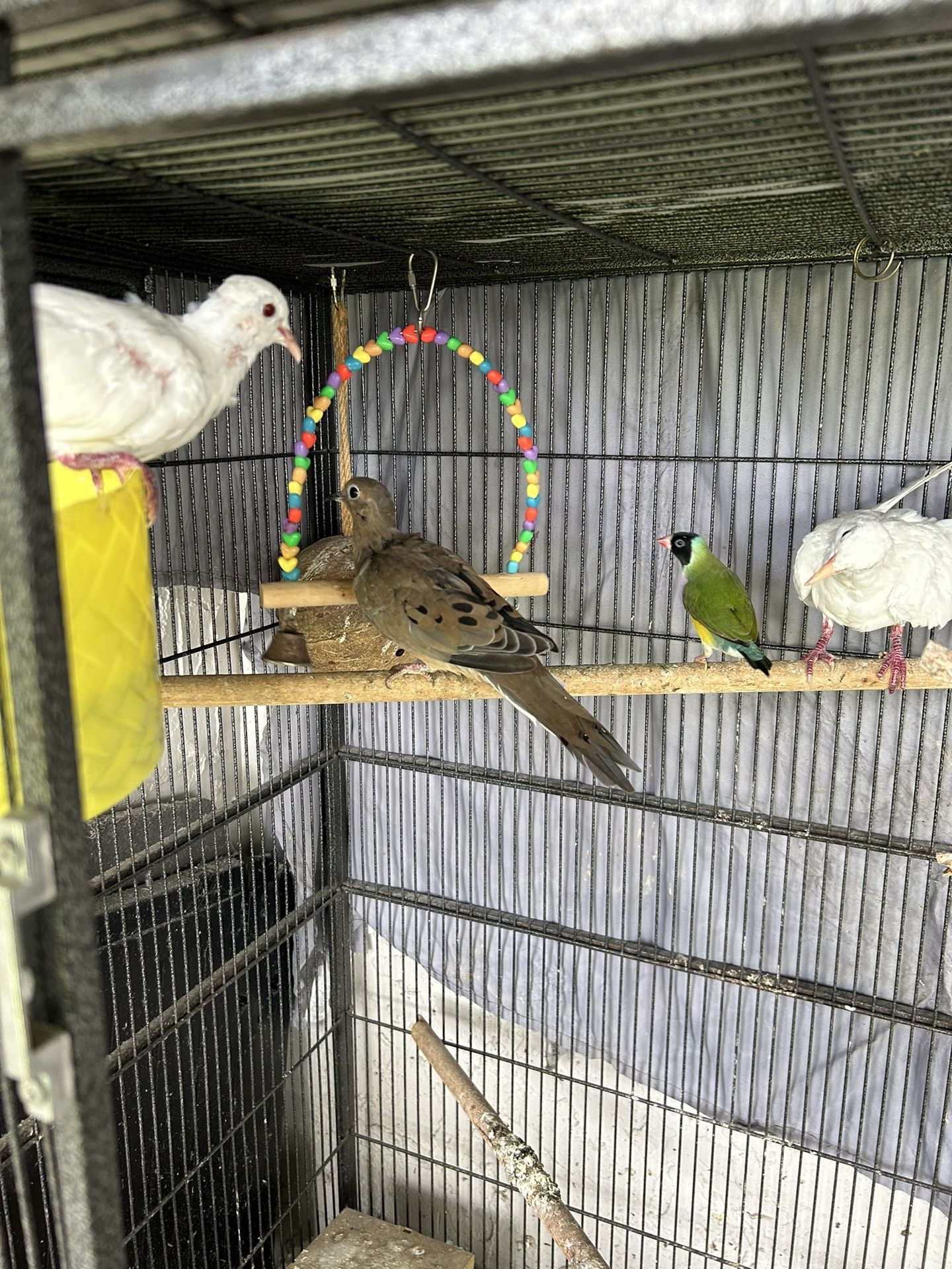 Bird Cage For Sale for Sale in Pompano Beach, FL OfferUp