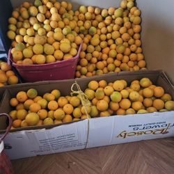 Naranjas. 8$ Cubeta. Aproximadamente 20 Libras. Solo Personas Interesadas