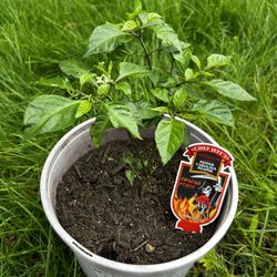 Carolina Reaper