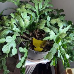 Beautiful Thanksgiving Cactus Plant