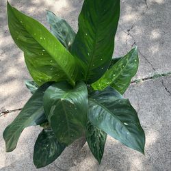 Dieffenbachia plant Big 