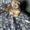 Gloria Cachorros En Venta 