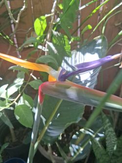 Paradise bird
