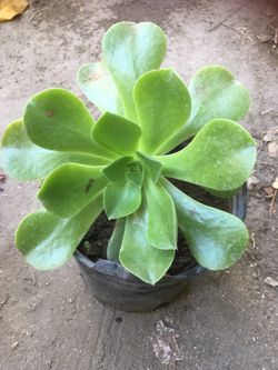 Suculenta