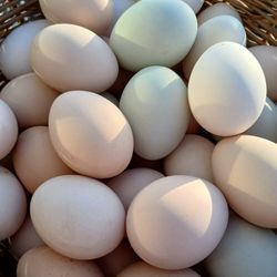 Pasture Raised Eggs 