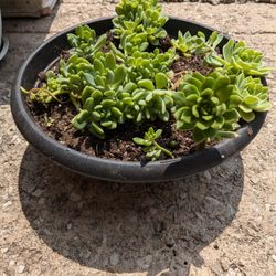 Succulents For Sale 