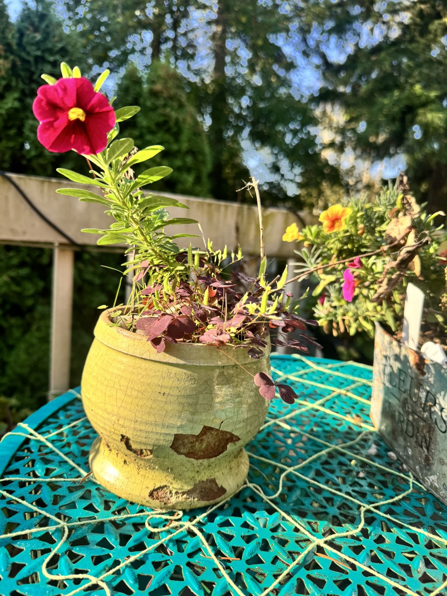 Beautiful Red Calibrochia In Pot