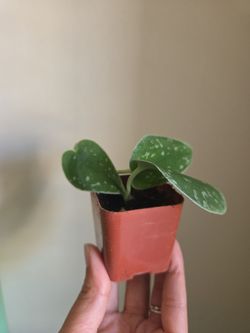 Plant