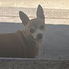 Rosie 