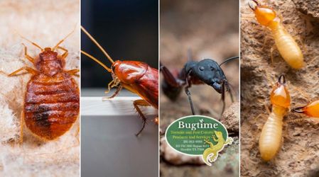 General Pest Control Services