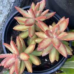 6in Pot Crassula Succulent Plant 
