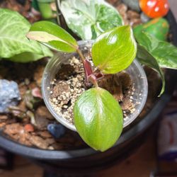 Philodendron White Knight (Plant Trades!)