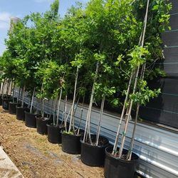 Red Oak De 4 Troncos 30gallons 12 Pies De Alto 