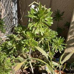 Succulent cuttings Huge Aeoniums