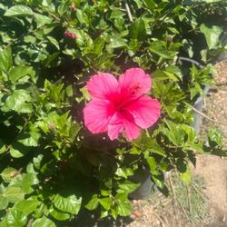 Pink Hibiscus 5gallon