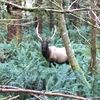 Timber Beast