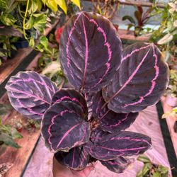 6” calathea dottie