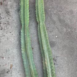 Cactus Cuttings $10 Each