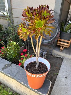 Succulent plant