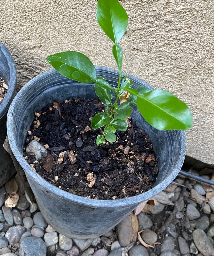 Kaffir Lime Sapling 