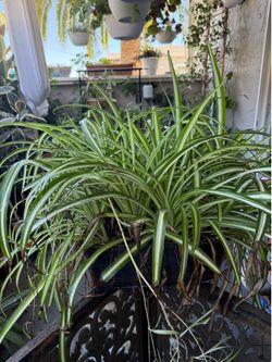 Big & beautiful Spider plant 🪴