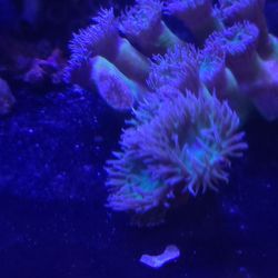 Decorative corals for sale!!!!