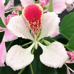LIVE PLANT 3ft Bauhinia Monandra Pink butterfly flower Pink orchid tree Mariposa