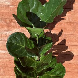 Fiddle Leaf Fig Tree (Ficus lyrata) – 12” Pot, 57” Tall