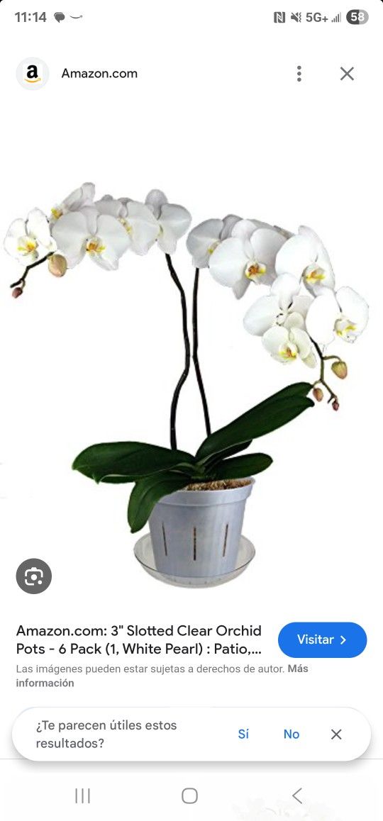 SLOTTED CLEAR ORCHID