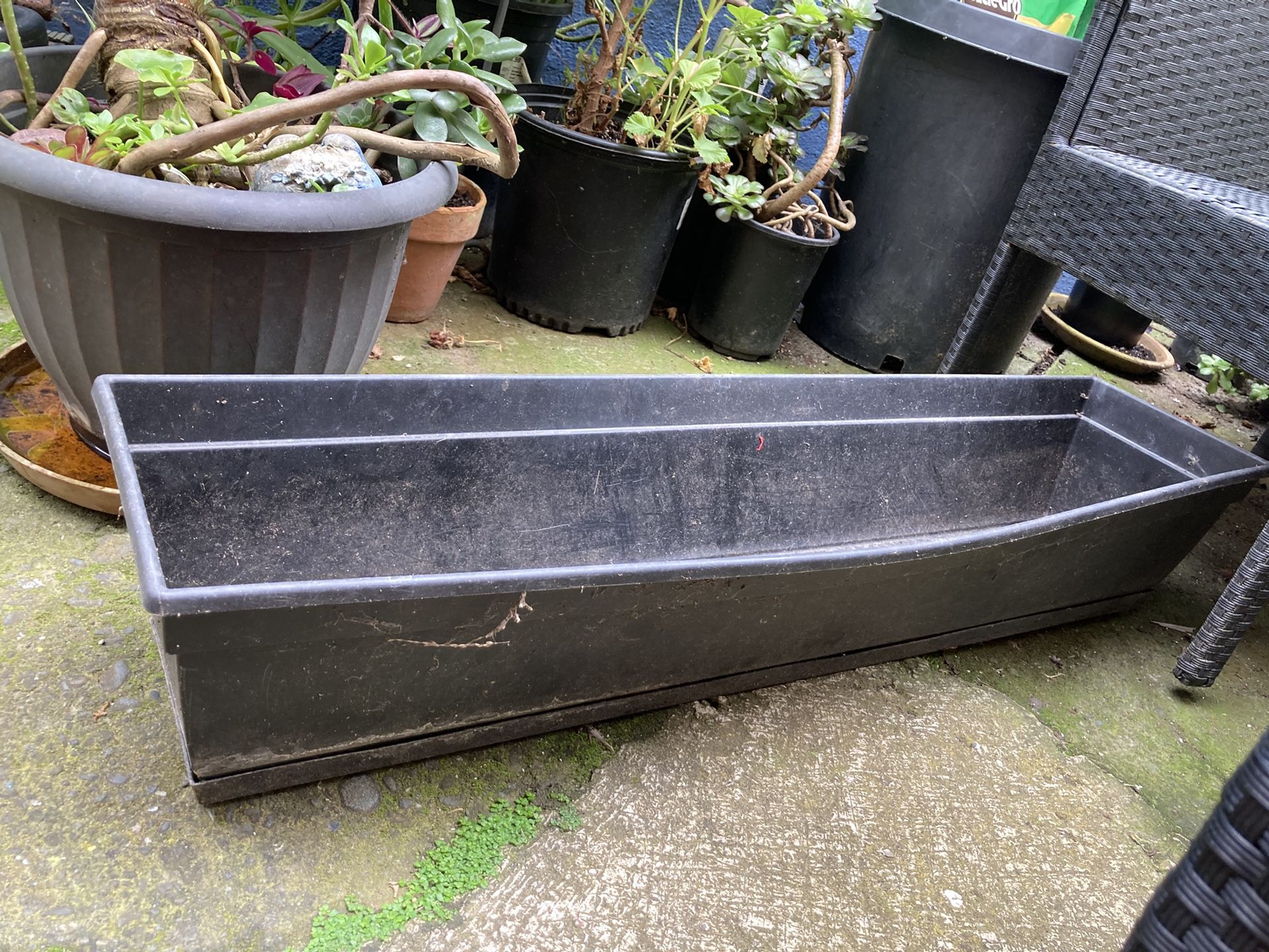 Plant Pot