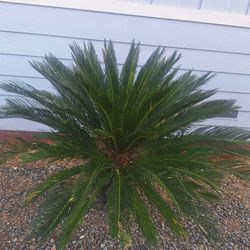Sago Palm