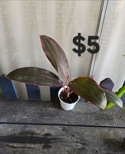 Cordyline