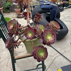 Aeonium Plant 