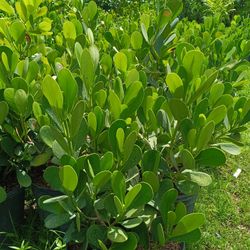 Clusia Privacy Hedge Plants 7gl $13 2.5-3ft